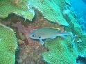 demoiselle brune        Chromis multilineata 2